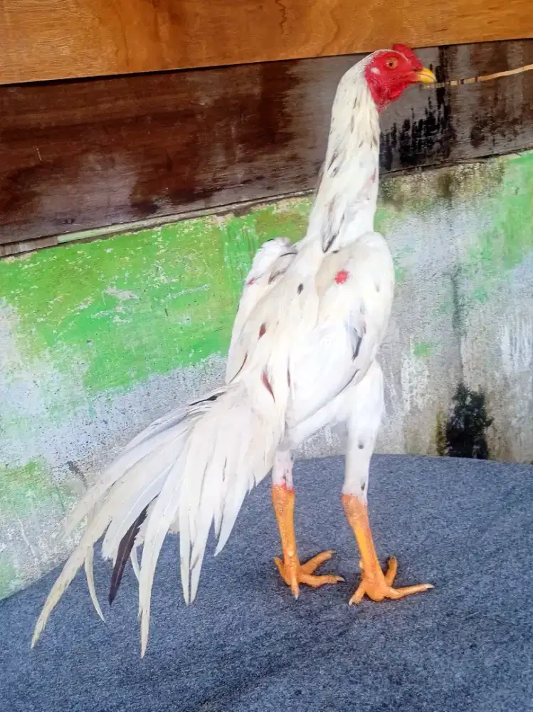 Ayam trah white king x pamangon bahan muda berkualitas