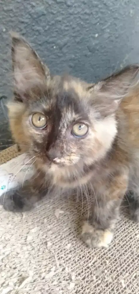 KITTEN Persia medium Betina