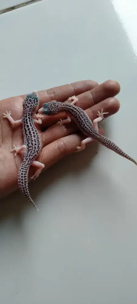 Bismillah jual sepasang anakan gecko