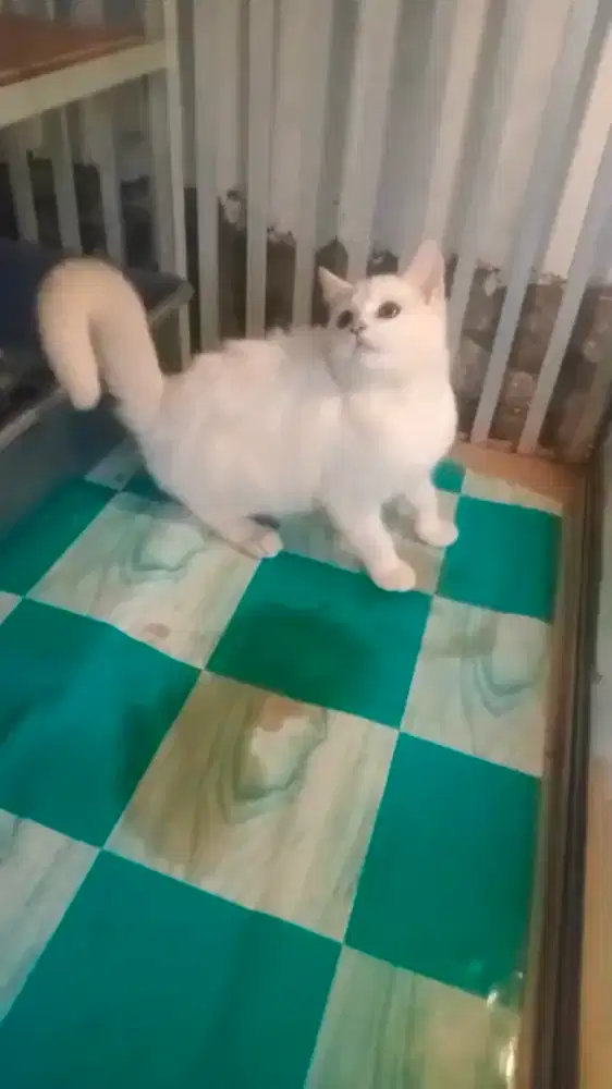 Kucing BSH putih jantan