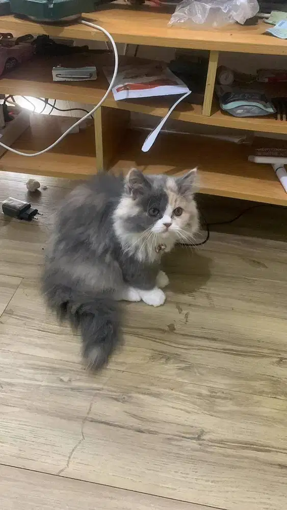 Kitten persia flatnose