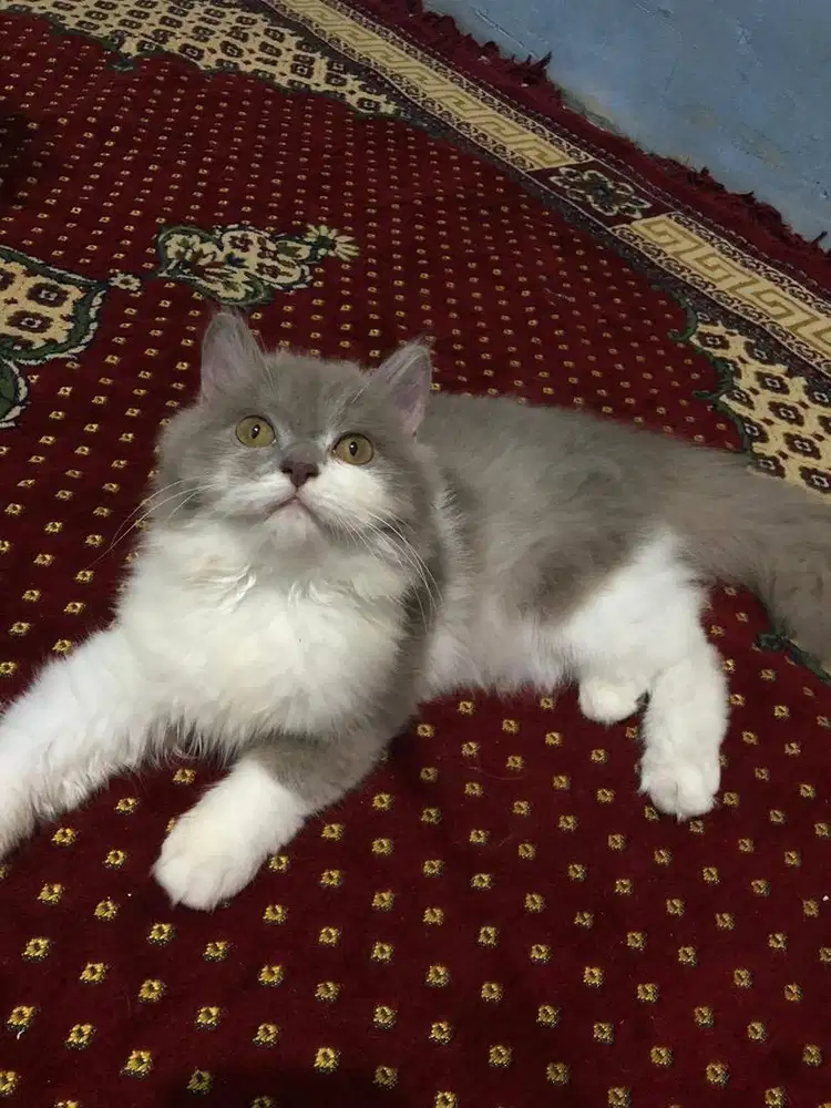 Kucing persia flatnose
