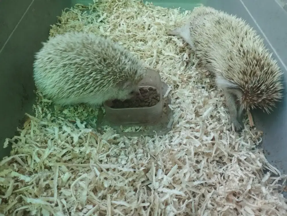 Landak Mini Albino sepasang