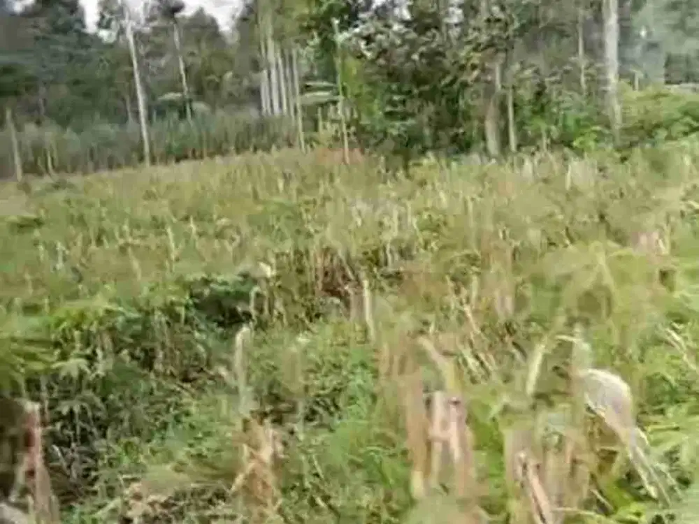 Tanah di sewakan luas satu hektar