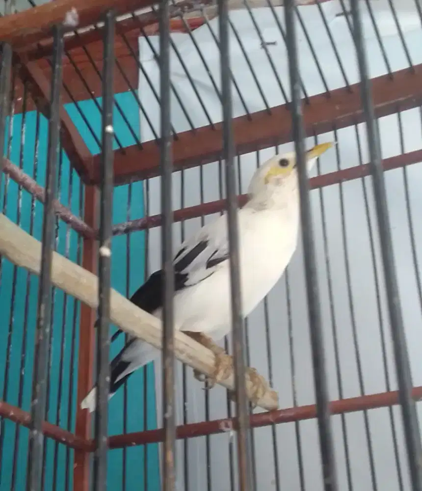 Jalak kebo gacor BRSIK 1 juta fulset