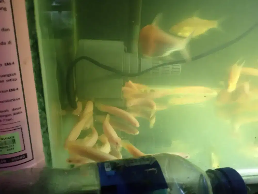 Ikan albino patin palmas kaviat