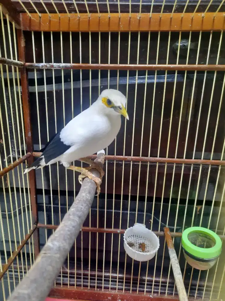 Jalak kebo gacor usia mapan..