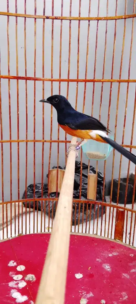 Burung muray ekor klewer