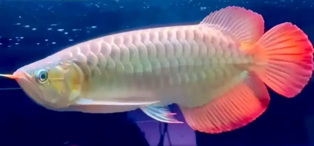 Arwana super red siap tannung