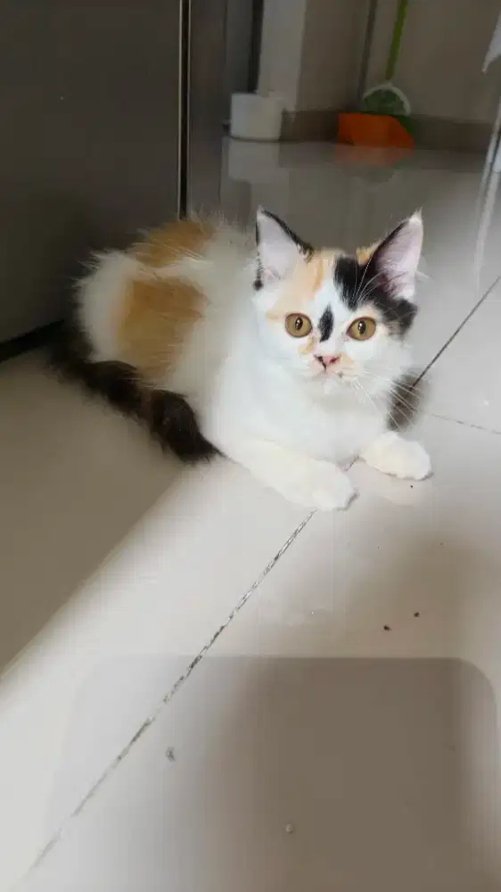 Persia 3 bulan lucuu