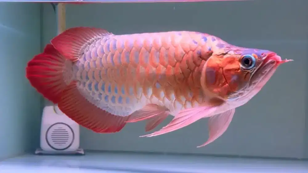 Arawana super red king