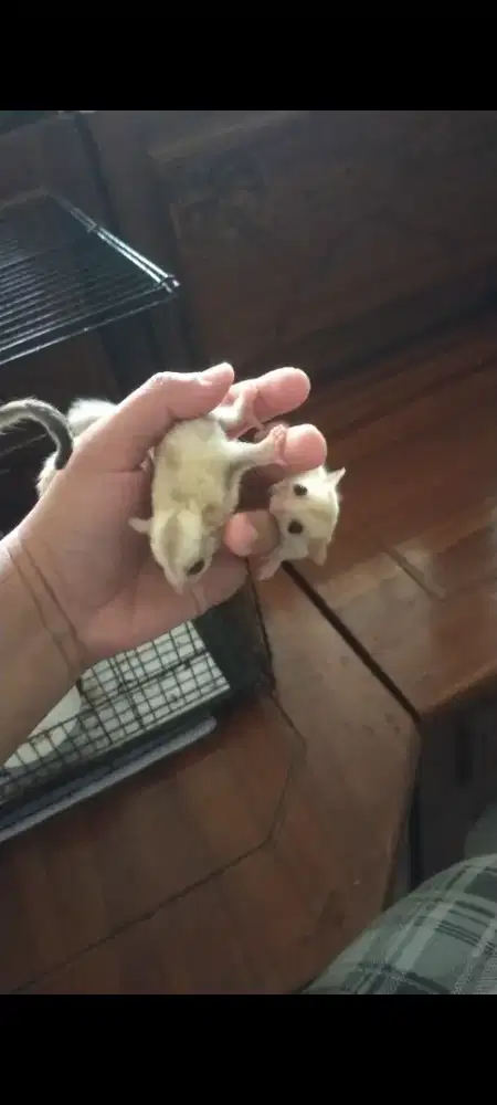 Sugar glider creamino betina