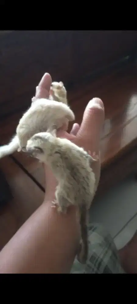 Sugar glider platinum