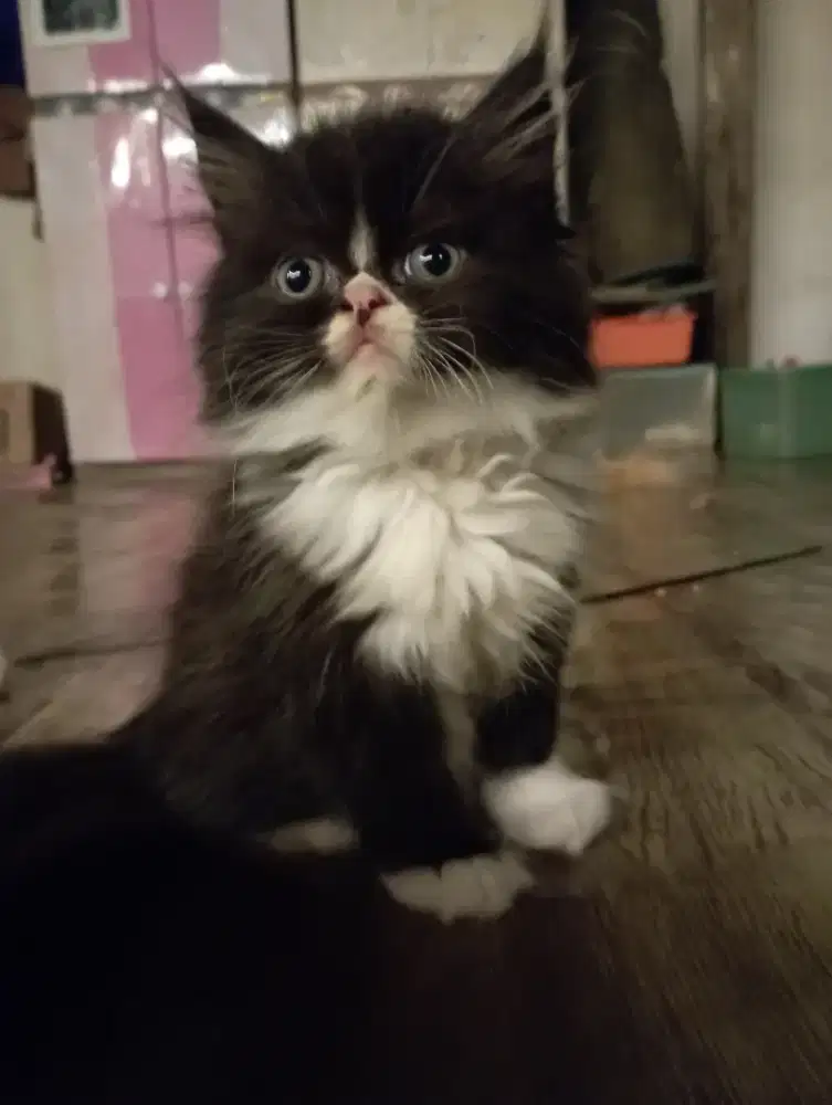 Lepas Adopt Kucing persia flatnose & Medium