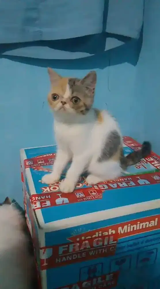 Ready Kitten exotic betina