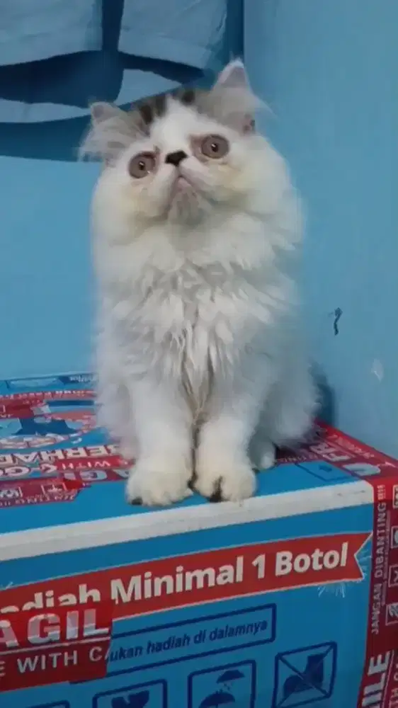 Ready kitten exotic Jantan super