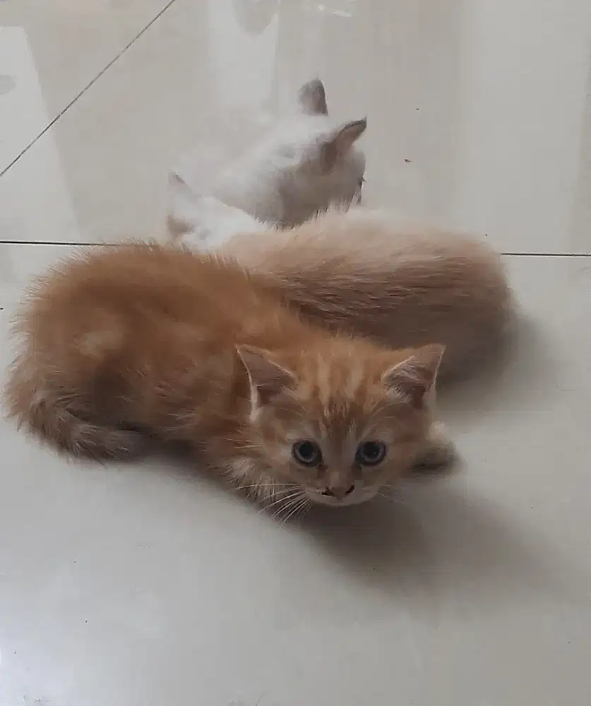 Lepas adopsi anak kucing silangan borongan