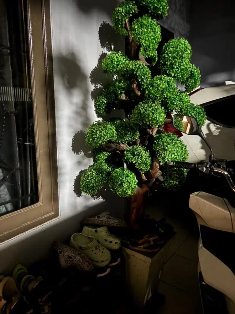 Pohon Bonsai Tinggi Gemoy