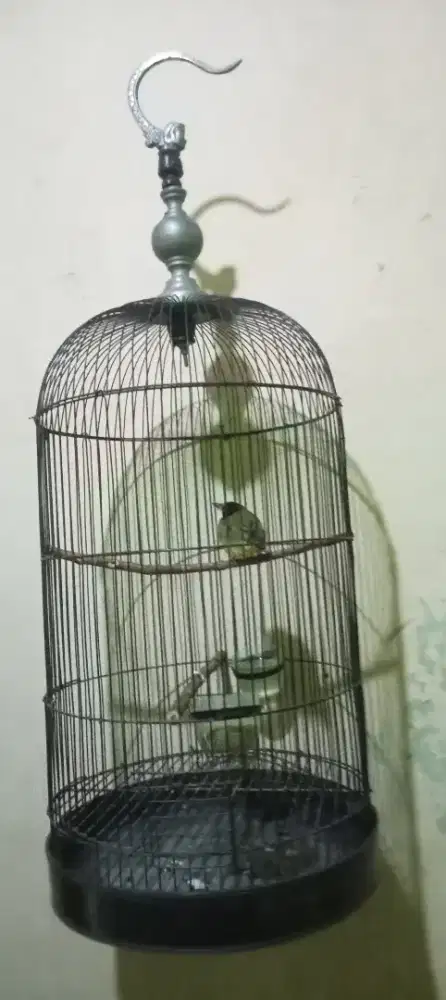 Sangkar Love Bird