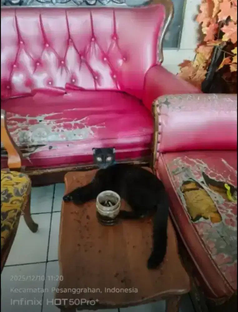 kucingg scotiss mix bsh