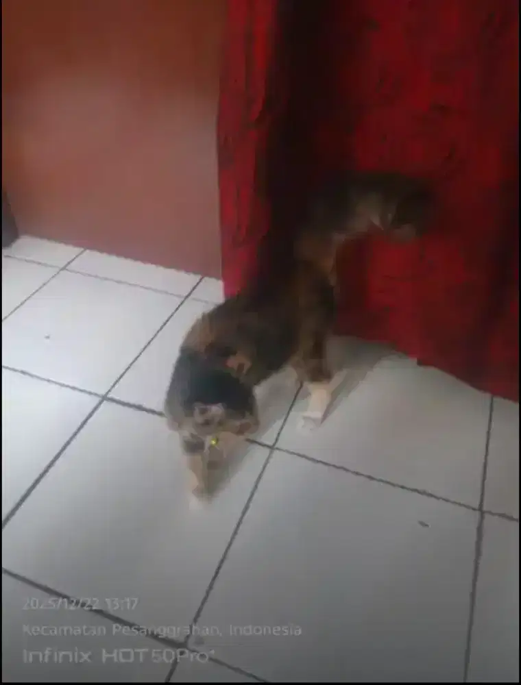 kucingg persiaa mix manecoon