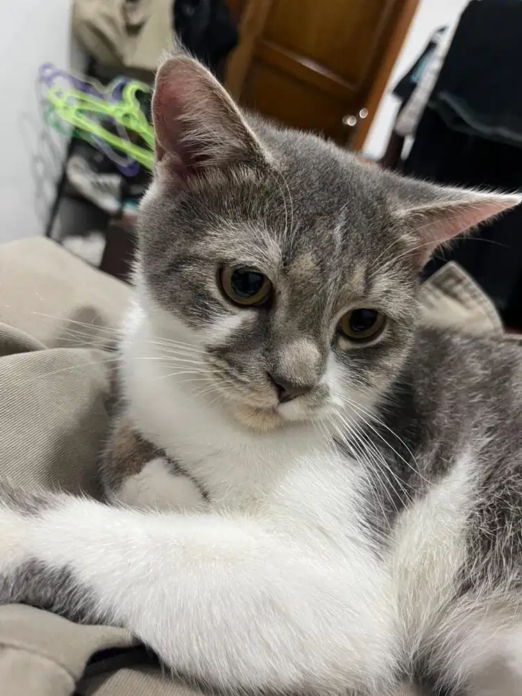 Kucing BSH x Scottish