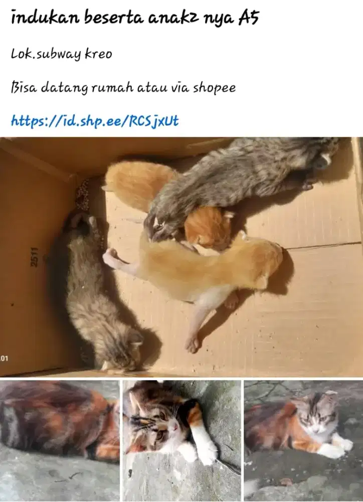 Kucing kitten borongan