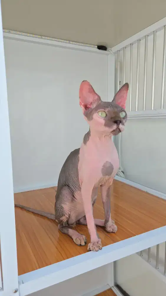 Kucing Sphynx Betina