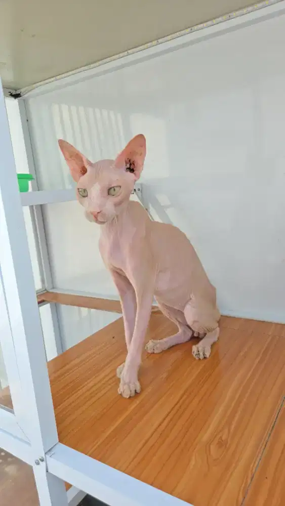 Kucing sphynx Jantan Dewasa