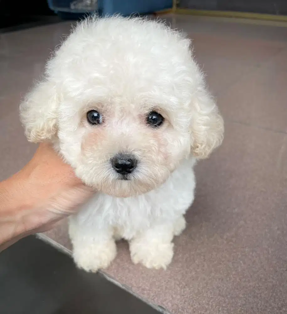 Poodle tiny betina