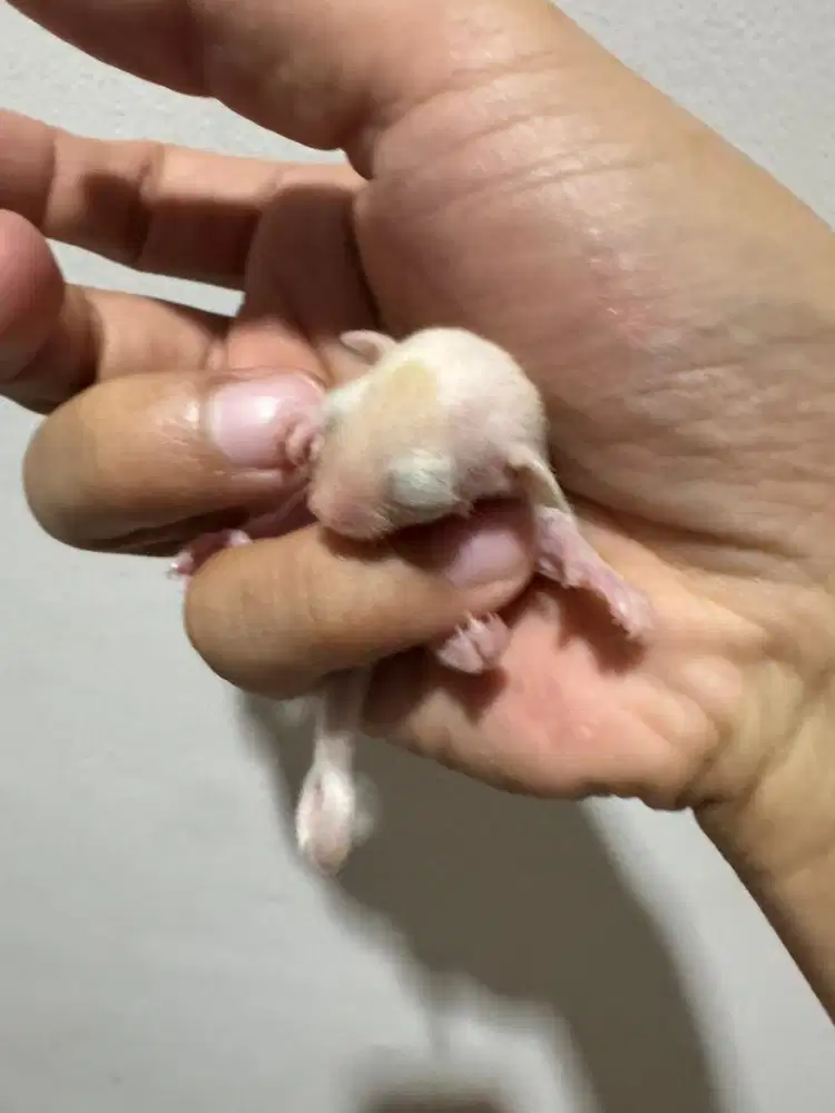 baby sugar glider leucistic
