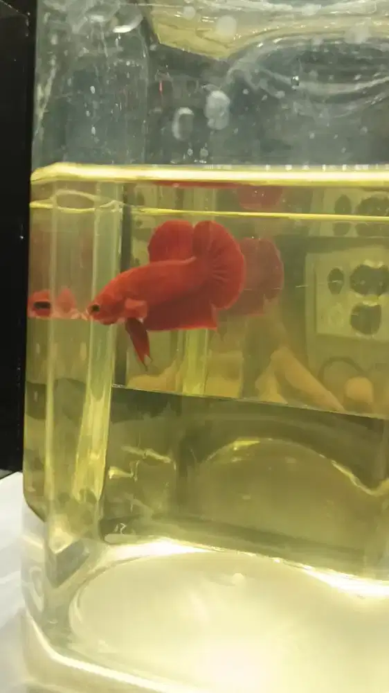 Ikan cupang super red