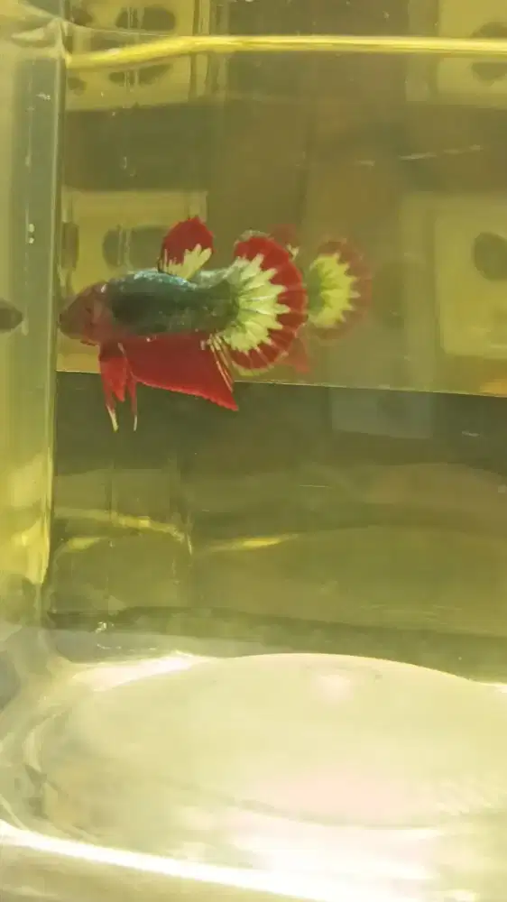 Ikan cupang fccp army