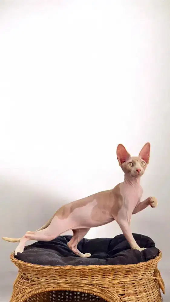 Kitten sphynx jantan bicolor bisa tt / barter BSH
