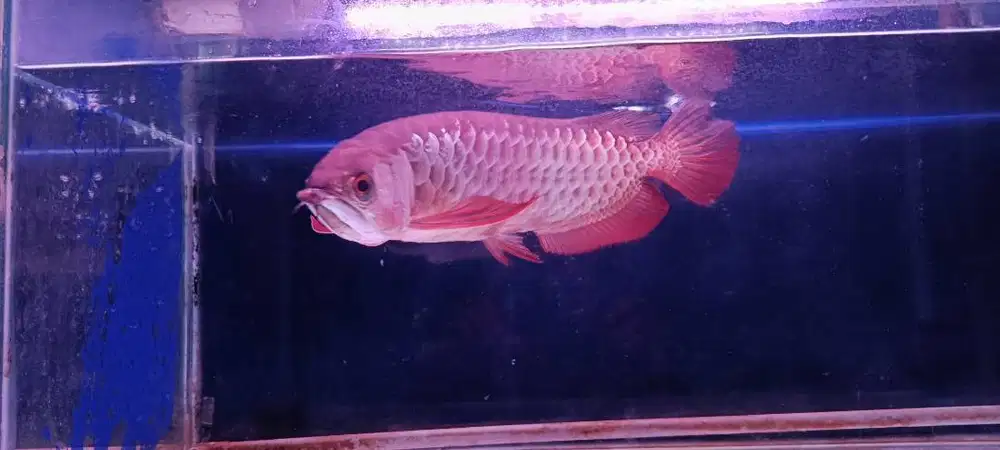 Arwana Super Red Blood 45 cm sehat sertifikat