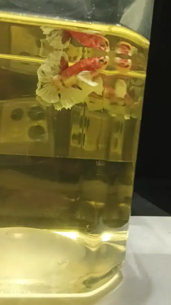 Ikan cupang pkde multy