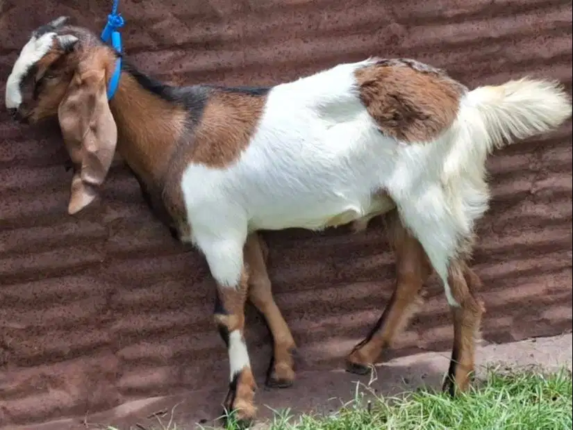 kambing jantan 30kiloan 1 tahunan siap potong aqiqahan sedekahan nazar
