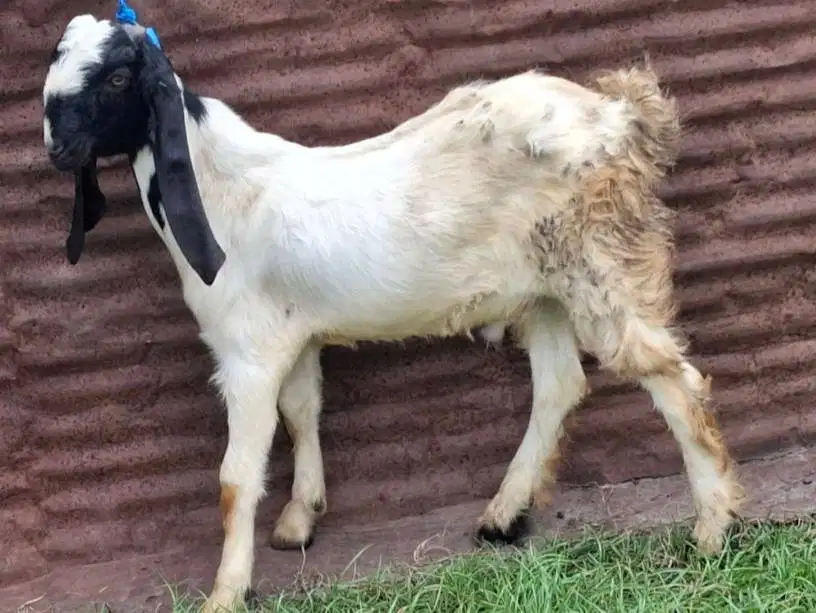 kambing jantan 30kiloan 1 tahunan siap potong aqiqahan sedekahan nazar