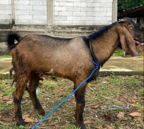 kambing jantan 30kiloan 1 tahunan layak potong nazar sedekahan akikah