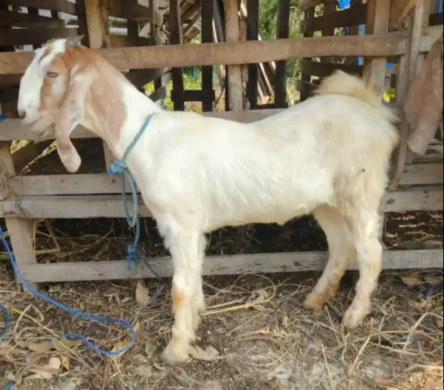 kambing jantan 30kiloan 1 tahunan layak potong nazar sedekahan akikah