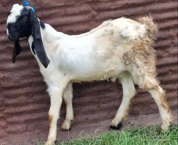 kambing jantan 30 kiloan 1 tahunan siap potong akikahan nazar sedekah