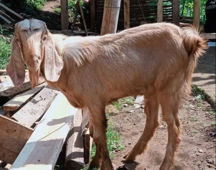 kambing jantan 1 tahunan 30 kiloan siap potong nazar sedekahan akikah