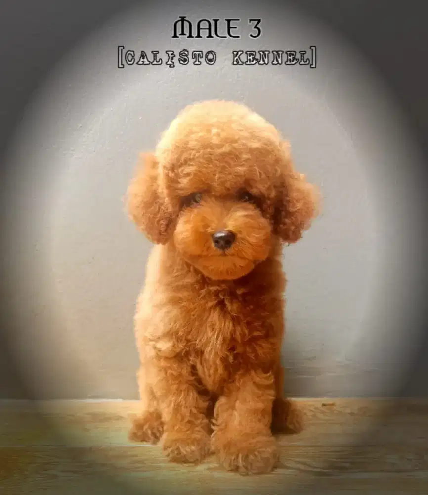 toy poodle jantan
