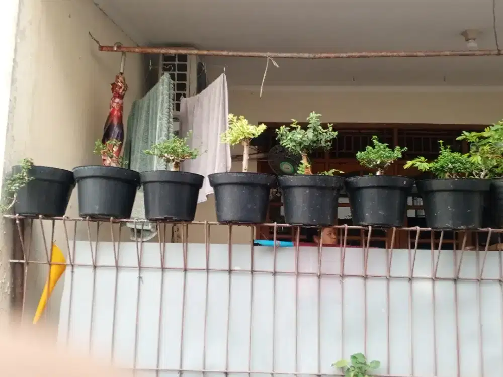 Bonsai hiasan rumah