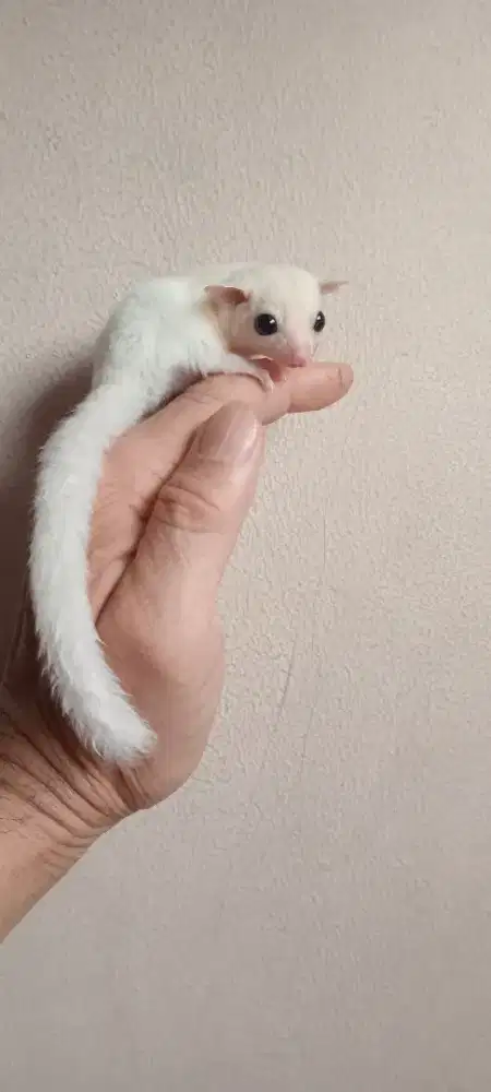 SUGAR GLIDER LEUCISTIC JOEY JANTAN