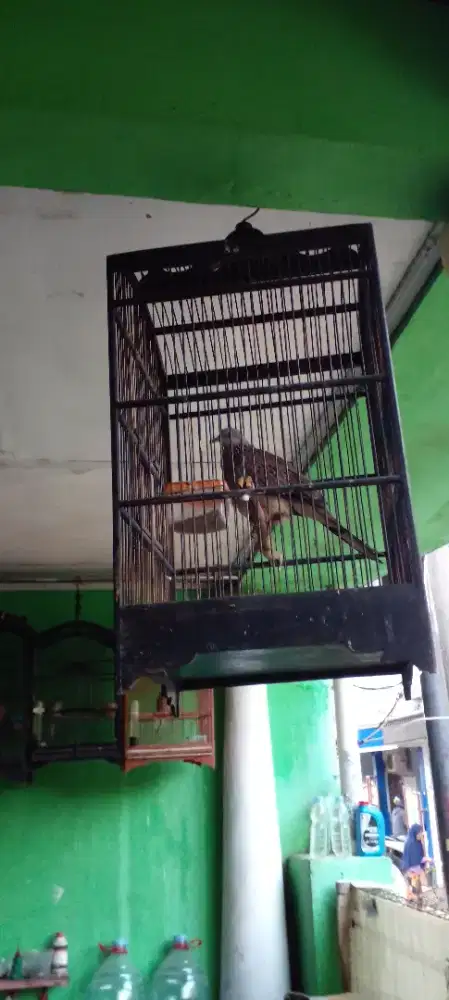 Jual burung tekukur kuk 1 sudah gacor