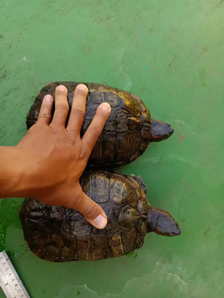 Dijual Kura-Kura Brazil Indukan | Batok ±21 cm | Sehat & Aktif