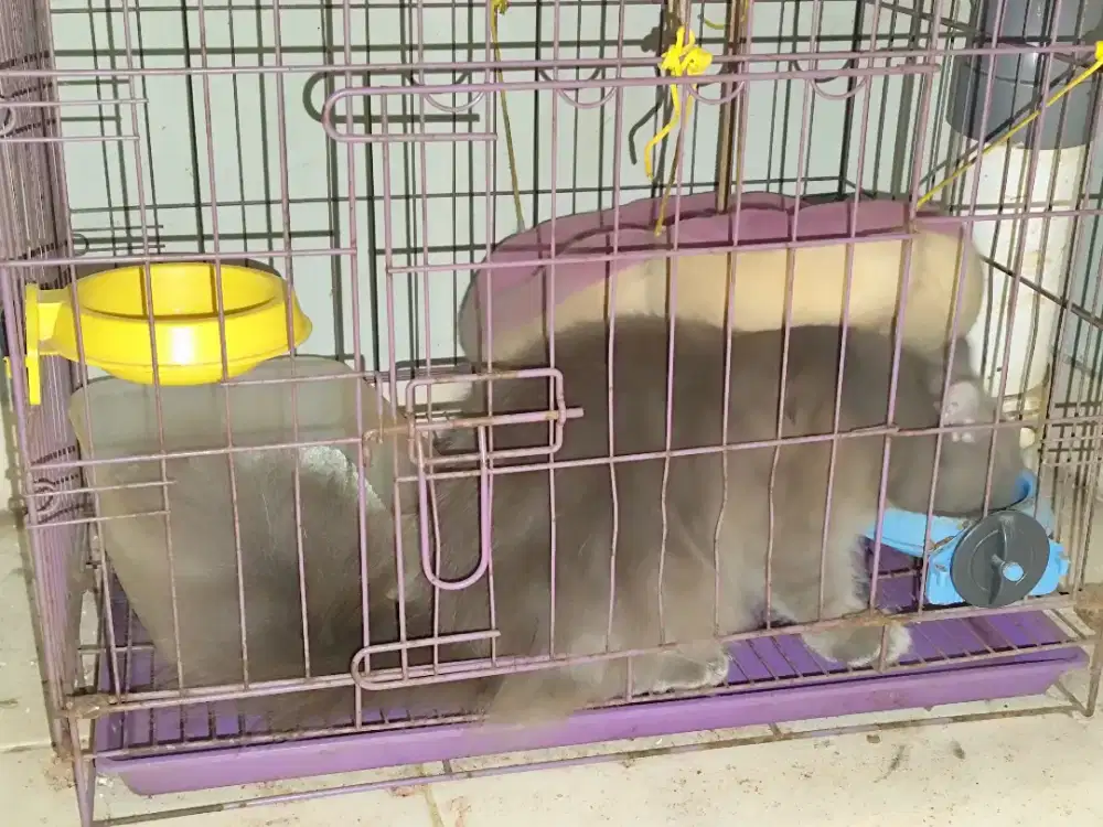 JUAL KUCING MIX BRITISH LONG HAIR