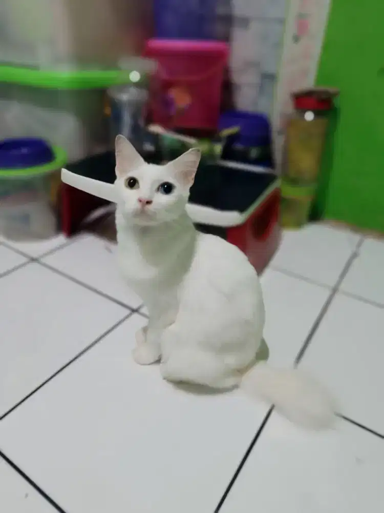 Kucing odd eye/mata beda/mata biru kuning
