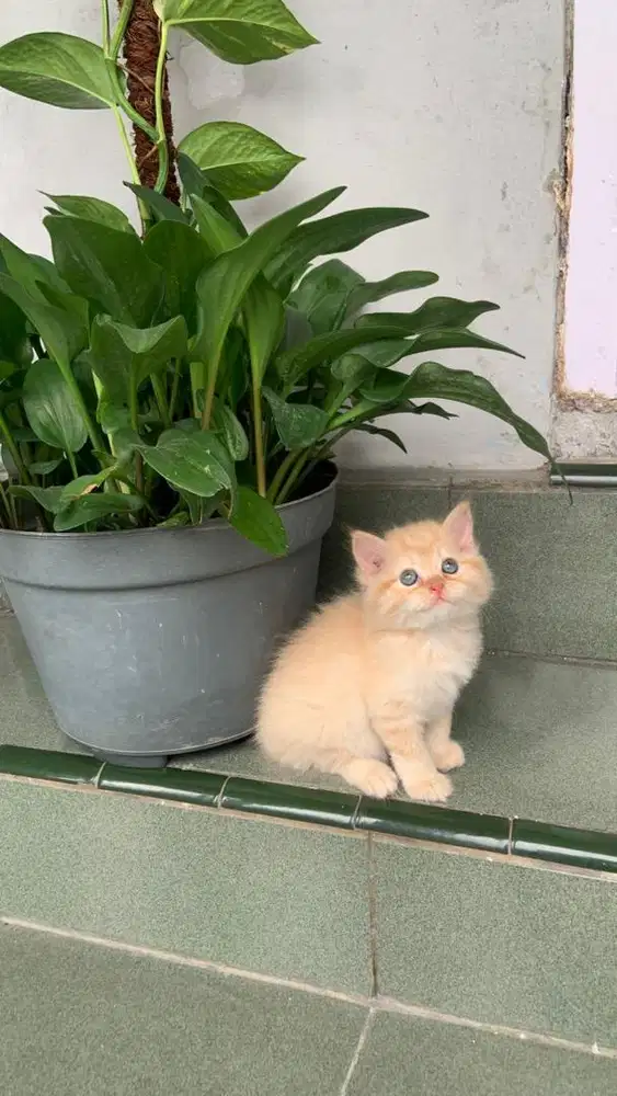 Kitten persia betina